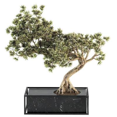 现代植物盆栽-32